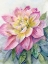 Picture of DAHLIA PINK 2