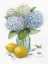Picture of HYDRANGEA LEMONS 1