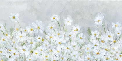 Picture of DAISIES