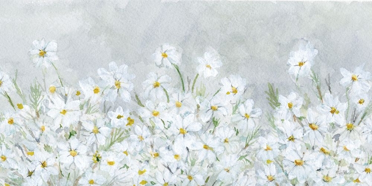 Picture of DAISIES