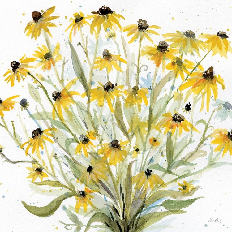 Picture of BLACKEYED SUSANS 1