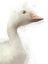 Picture of FARM GOOSE 2