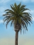 Picture of PALM TREE