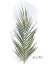 Picture of DATE PALM