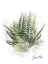 Picture of SUCCULENT ZEBRA