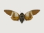 Picture of INSECT MOTH 1