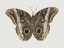 Picture of INSECT MOTH 2