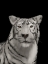 Picture of TIGER BLACK