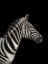 Picture of ZEBRA BLACK