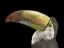 Picture of TOUCAN BLACK