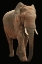Picture of LEADER OF THE HERD