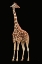 Picture of STANDING TALL