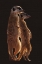 Picture of MEERKAT MATES