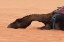Picture of TIRED CAMEL