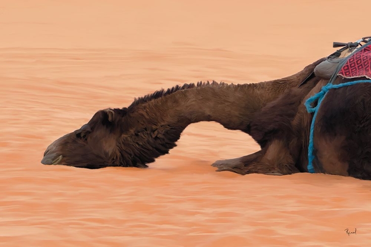 Picture of TIRED CAMEL