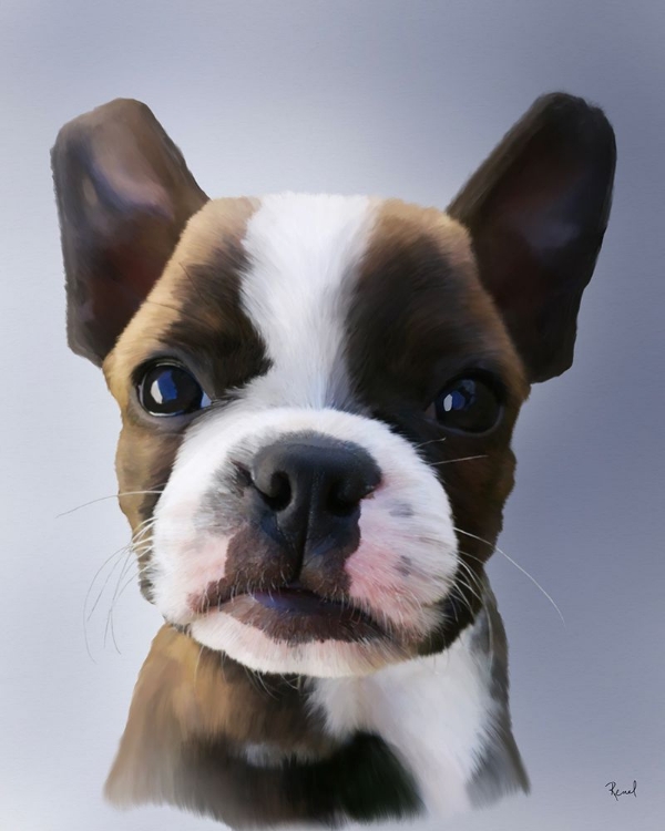 Picture of BOSTON TERRIER NALA