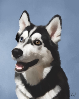 Picture of HUSKY CHARLIE