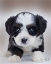 Picture of BERNEDOODLE SCRUFFY