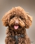 Picture of TOY POODLE DAISY
