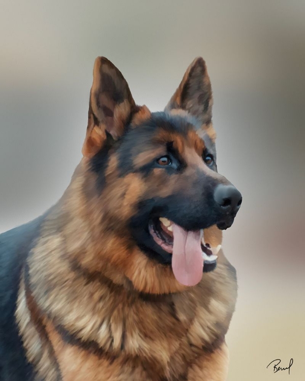 Picture of GERMAN SHEPHERD KANE