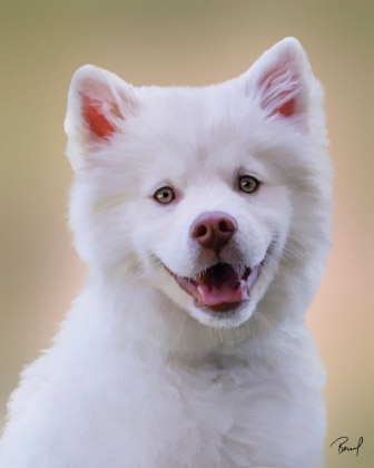 Picture of SAMOYED LOKI