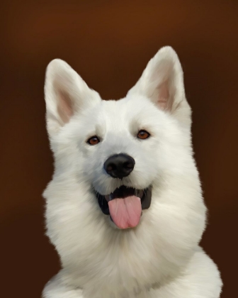Picture of WHITE SHEPHERD BAILEY