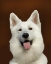 Picture of WHITE SHEPHERD BAILEY