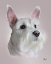 Picture of WEST HIGHLAND TERRIER PENNY