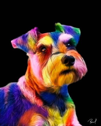 Picture of SCHNAUZER-SHELBY