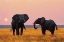 Picture of ELEPHANT PAIR AT SUNSET