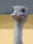 Picture of OSTRICH