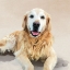 Picture of GOLDEN RETRIEVER