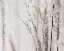 Picture of GRASSES