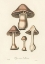 Picture of AGARICUS BULLOSUS