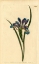 Picture of IRIS GRAMINEA