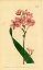 Picture of SALVER-FLOWERED IXIA