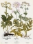 Picture of WILD FLOWERS