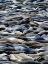 Picture of SEALS
