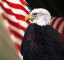 Picture of BALD EAGLE AND US FLAG