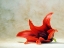 Picture of LILY ON PARCHMENT BKGRD 2