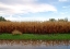 Picture of CORN FIELD KARS