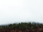 Picture of FIELD IN MIST