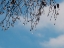 Picture of ICE ON BRANCHES
