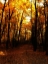 Picture of CHELSEA WOODS