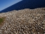 Picture of GANNETS 8 BONAVENTURE ISLAND