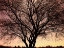 Picture of TREE AT CHUCK