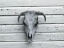 Picture of SKELETON OF CALFS HEAD