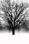 Picture of HIGH CONTRAST TREE IN WINTER