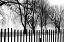 Picture of HIGH CONTRAST TREES IN WINTER