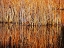 Picture of BULLRUSHES MER BLEU